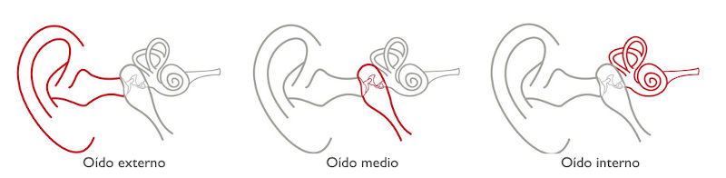 Partes del Oído